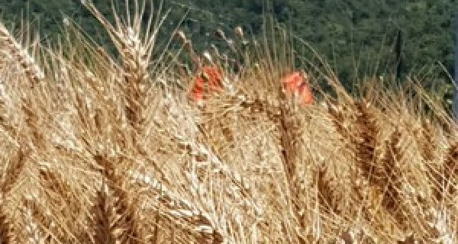 Normale è la via di Damasco 